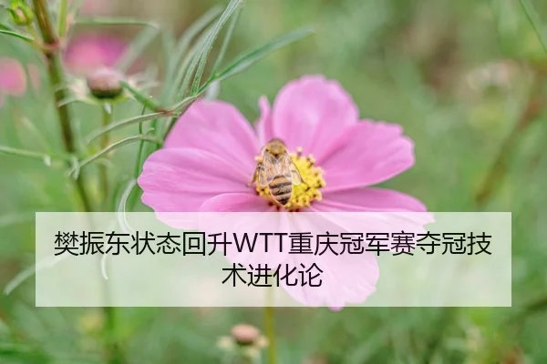樊振东状态回升WTT重庆冠军赛夺冠技术进化论